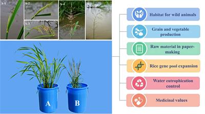 Domestication, breeding, omics research, and important genes of Zizania latifolia and Zizania palustris